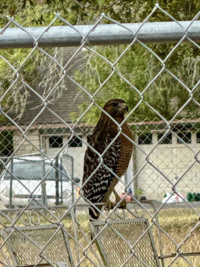 Red Shoulder Hawk