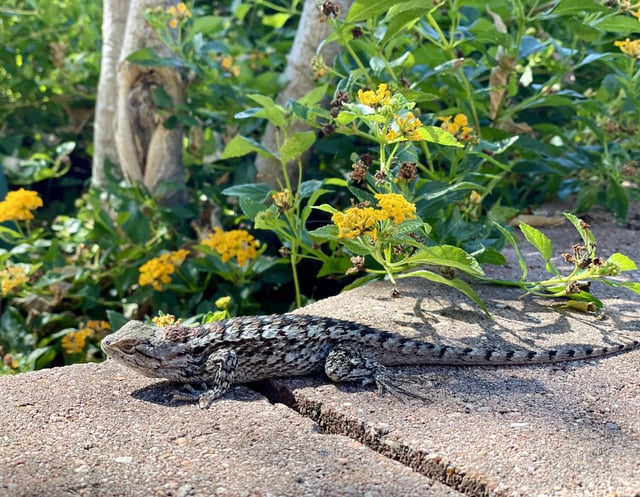 I’m tired of election posts, so here’s a pic of the Spiny Lizard that lives in our flowerbed: