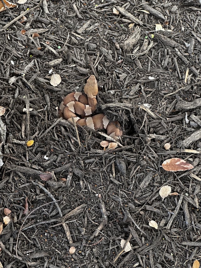 Snake ID: potentially baby copperhead?