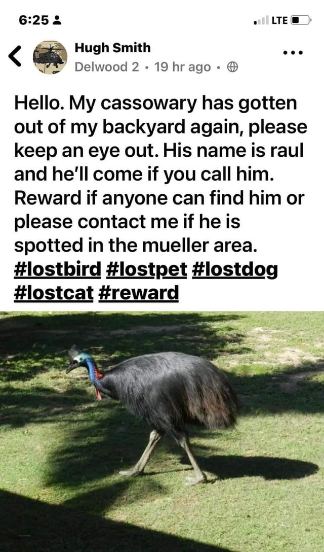 Lost Cassowary in Mueller area 