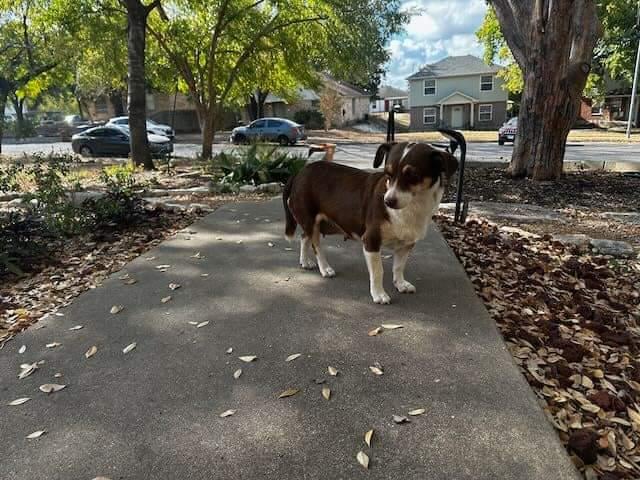 Dog found in East Austin