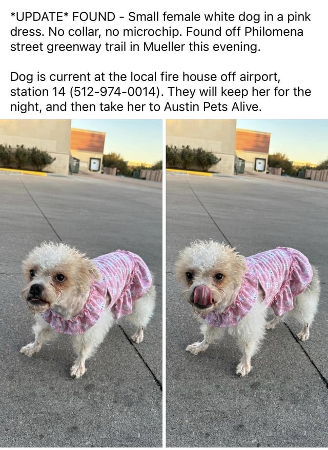 FOUND - Small White Dog, in Mueller Area