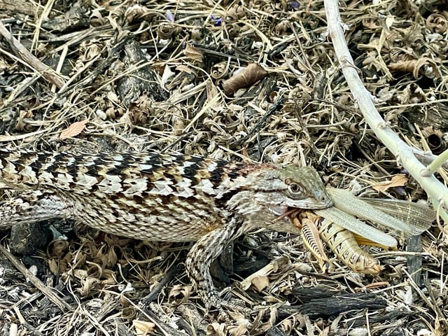 Spiny Lizard update: saw it munching on a grasshopper