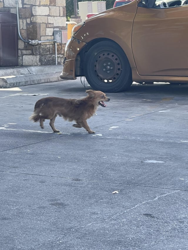 Dog in the parking lot of the Moreliana Meat Market off Stassney & Pleasant Valley