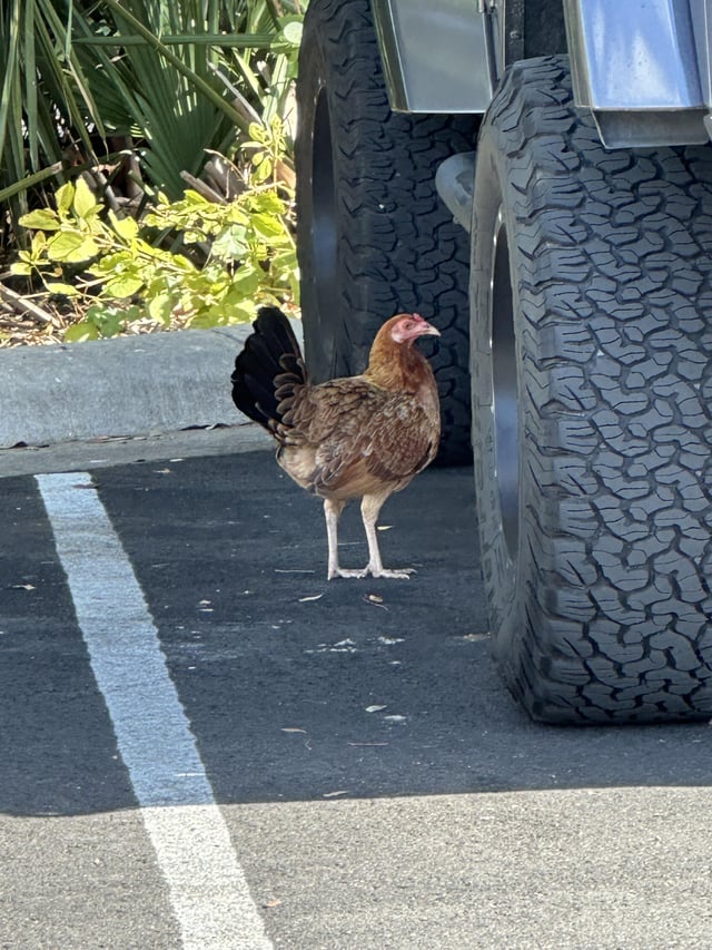 Missing chicken - found 