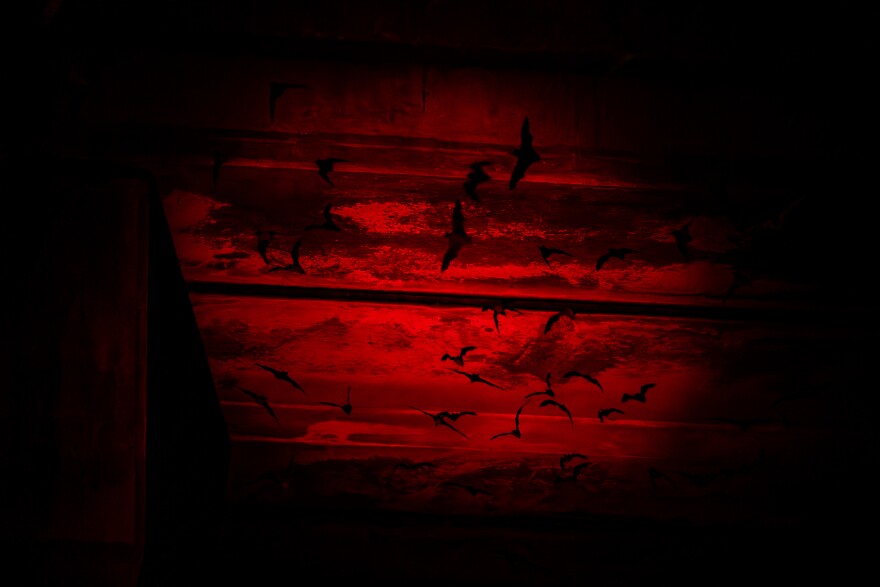 A red light illuminates bats as they emerge late in the evening from under the Congress Avenue Bridge in August. 