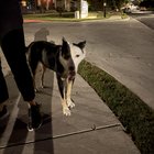 Two lost dogs roaming around Govalle neighborhood in east austin 