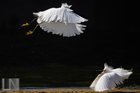 Snowy Egrets 'Kung Fu fighting' at the longhorn dam today 