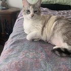 Lost cat near parmer and mopac