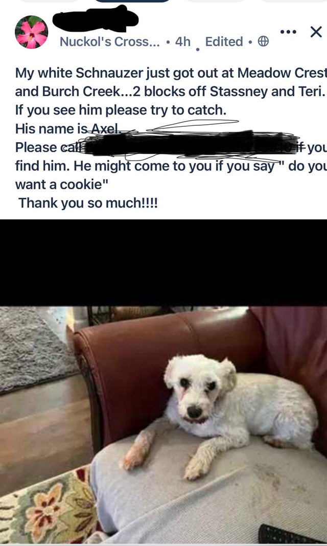 Lost pet, please help!