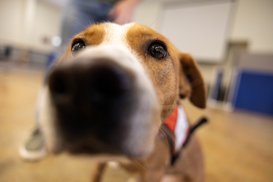 A closeup of a dog's snout