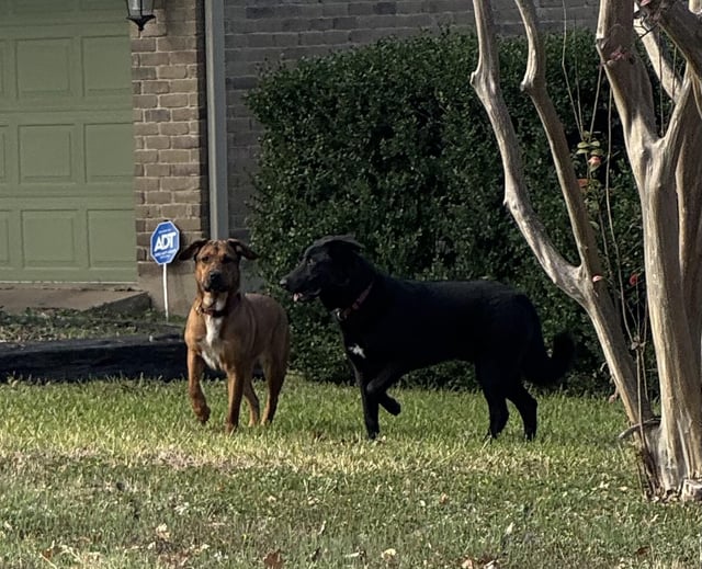 Two dogs wandering in Cherry Creek (Davis Ln