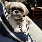 Missing Shih Tzu Alert! 