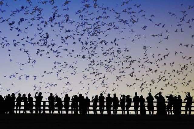 Thousands of Austin bats need to find new home due to highway expansion