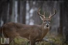 This week at Onion creek , and some leftovers flying at the longhorn dam 