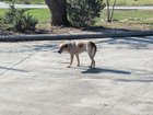 Stray dog at Refuel on FM-1327