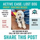 Active Case: Lost Dog Near Onion Creek - PLEASE SHARE