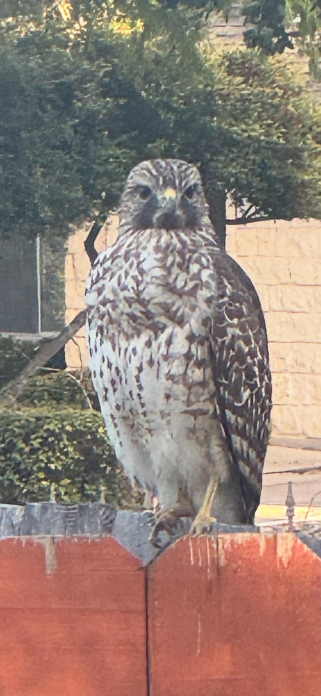 Juvenile Red-tailed Hawk 