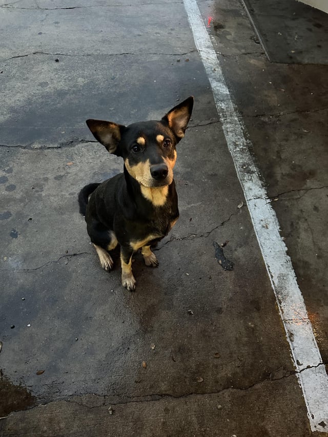 Found Dog