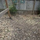 How would a squirrel die like this? (Pic)